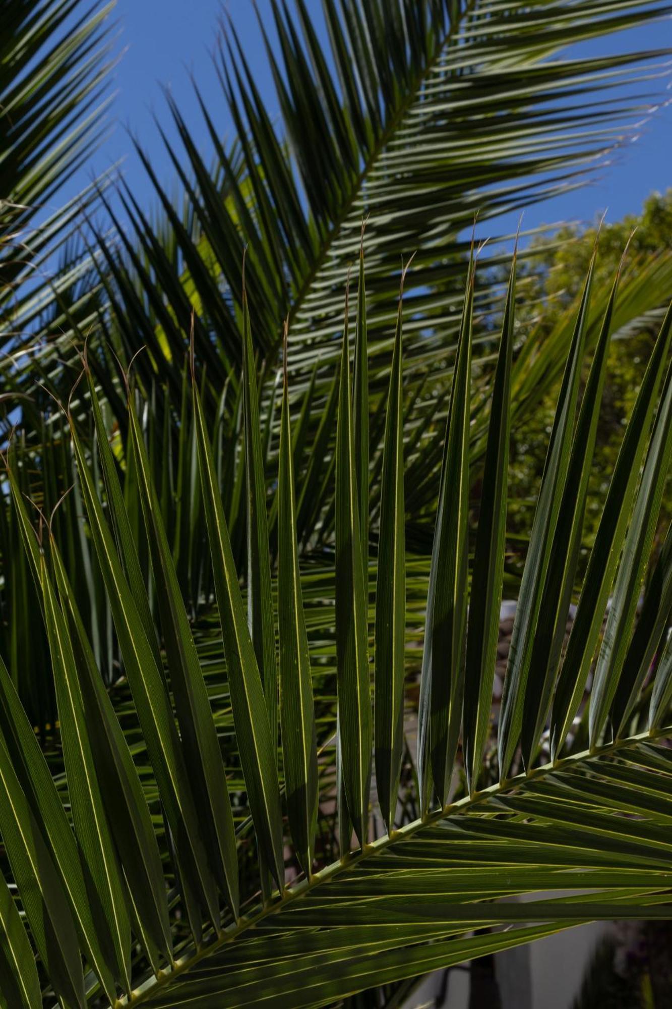 La Casa Del Burro Bed & Breakfast Nerja Eksteriør bilde