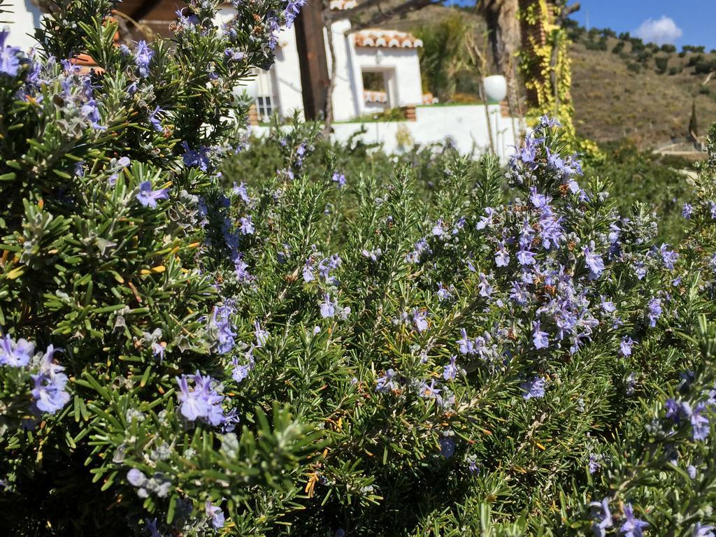 La Casa Del Burro Bed & Breakfast Nerja Eksteriør bilde