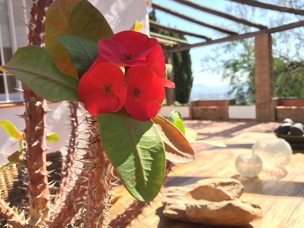 La Casa Del Burro Bed & Breakfast Nerja Eksteriør bilde